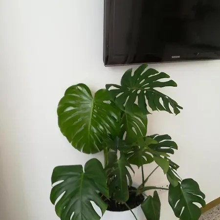 Cepele House Apartman *